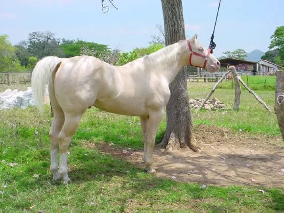 Caballos Cuarto de Milla, Pintos y Apaloosa | Fotos 9665 - engormix