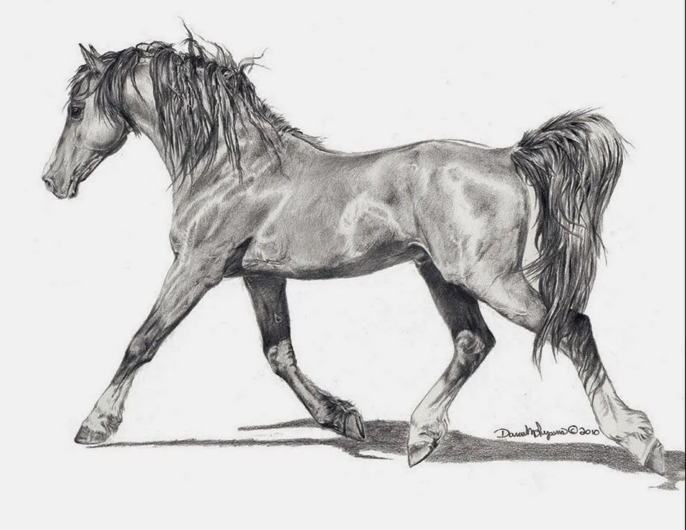 Caballos Dibujos a Lápiz, Pinturas de Dana Lysons, USA | Cuadros ... Caballos Dibujos a Lápiz, Pinturas de Dana Lysons, USA | Cuadros ...