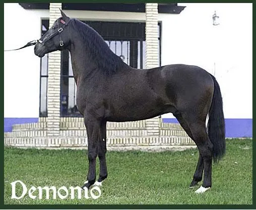 Los caballos de Diego Ventura 2 | olefaenagsm Los caballos de Diego Ventura 2 | olefaenagsm