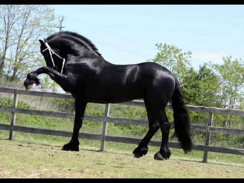 Caballos Finos - YouTube