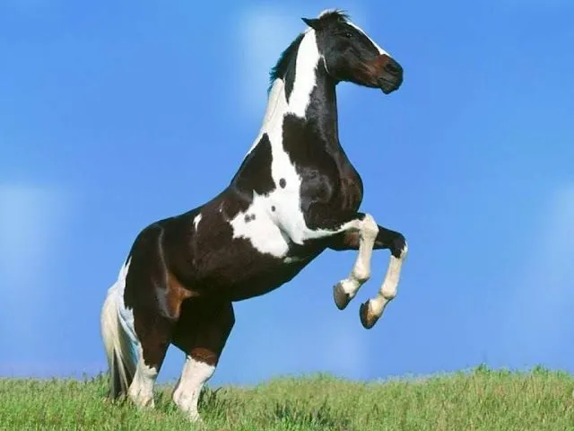 Caballos como fondo de pantalla - Imagui