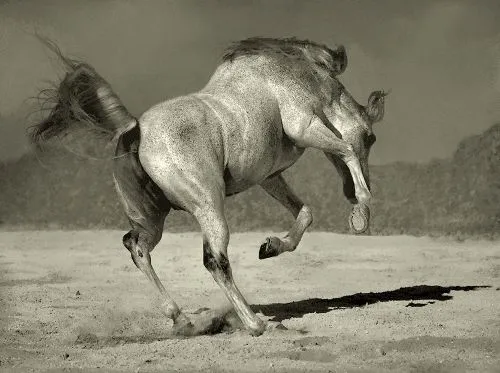 Caballos, fotos del ímpetu más bello | SobreFotos Caballos, fotos del ímpetu más bello | SobreFotos