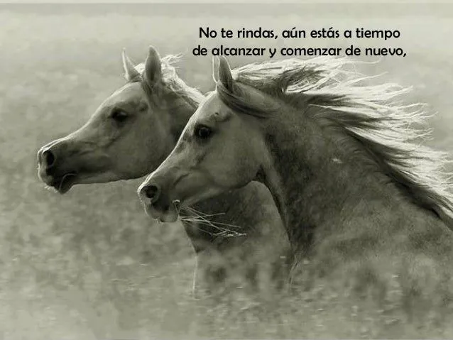 Caballos y frases