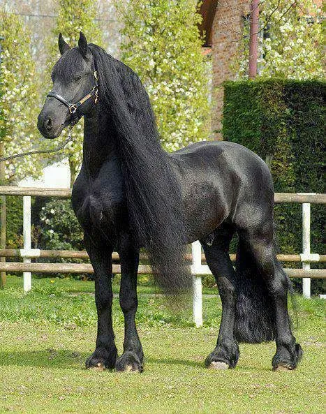 caballos frisian