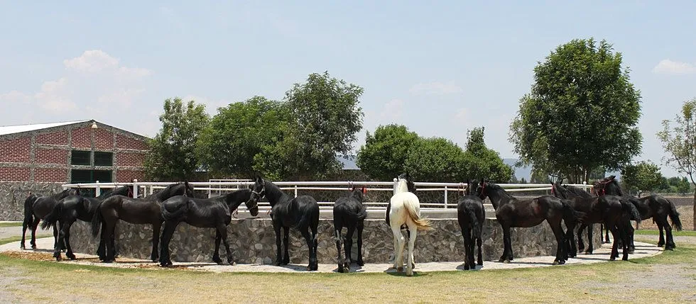 Caballos y potros frisones, frisones Holanda, frisian, caballos ... Caballos y potros frisones, frisones Holanda, frisian, caballos ...