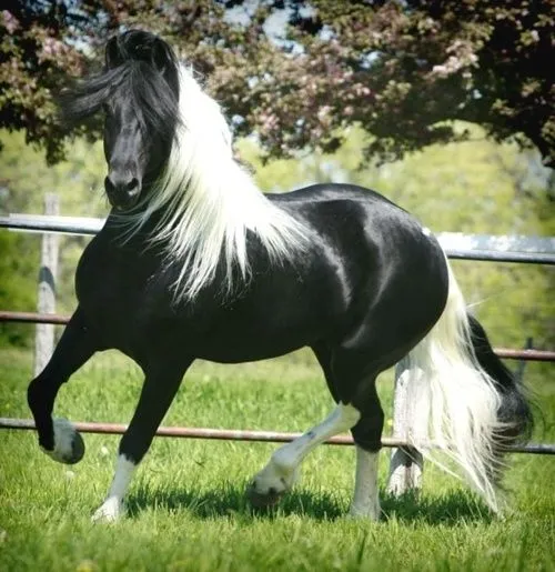Fotos de caballos frisian - Imagui