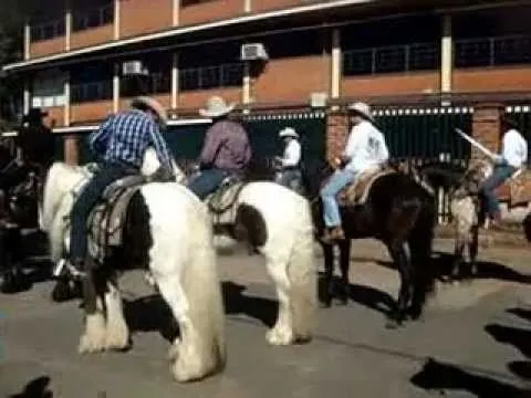 CABALLOS FRISIAN, PURA SANGRE Y PERCHERON FERIA ARANDAS JALISCO ...