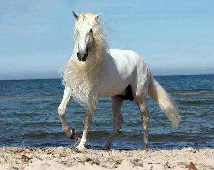 Caballos Frisones Blancos