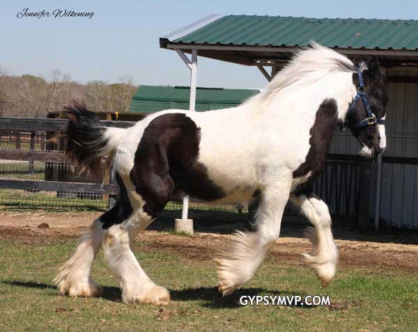 Los caballos Gypsy Vanner para la venta | Colt | Pio | William Los caballos Gypsy Vanner para la venta | Colt | Pio | William