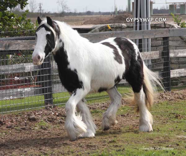 Los caballos Gypsy Vanner para la venta | Mare | Pinto | Abby Los caballos Gypsy Vanner para la venta | Mare | Pinto | Abby