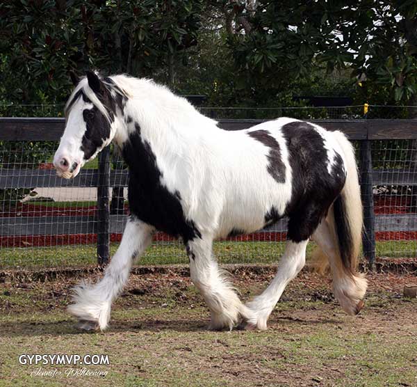 Los caballos Gypsy Vanner para la venta | Mare | Pinto | Abby Los caballos Gypsy Vanner para la venta | Mare | Pinto | Abby