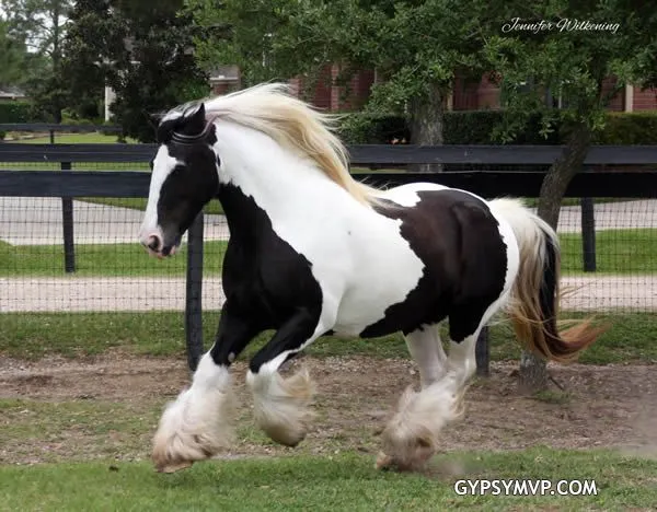 Los caballos Gypsy Vanner para la venta | Mare | Pio | MVP Mary Los caballos Gypsy Vanner para la venta | Mare | Pio | MVP Mary