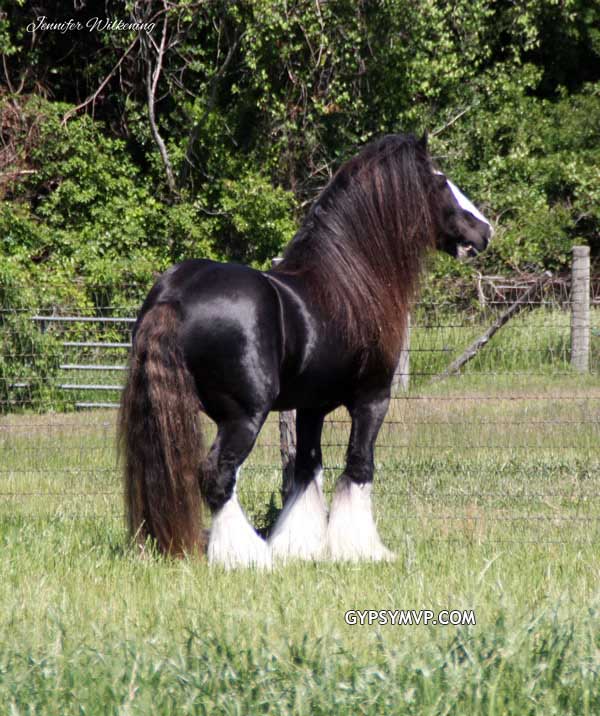 Caballos Gypsy Vanner venta | Sementales | Mr Twister