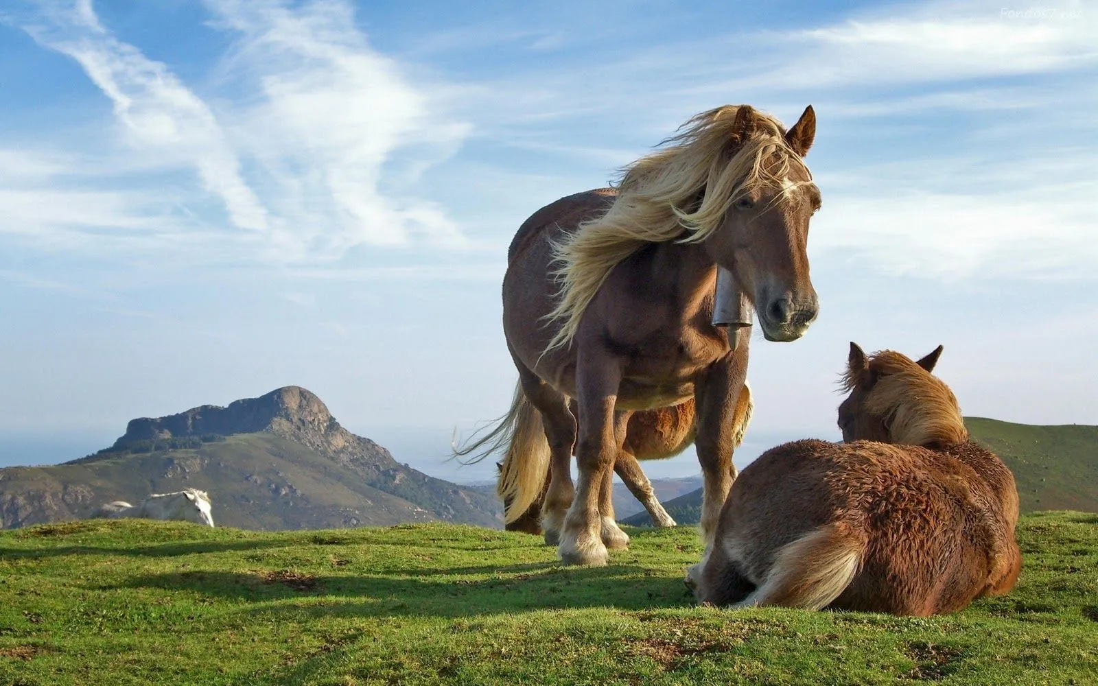 Caballos HD wallpapers - Imagui
