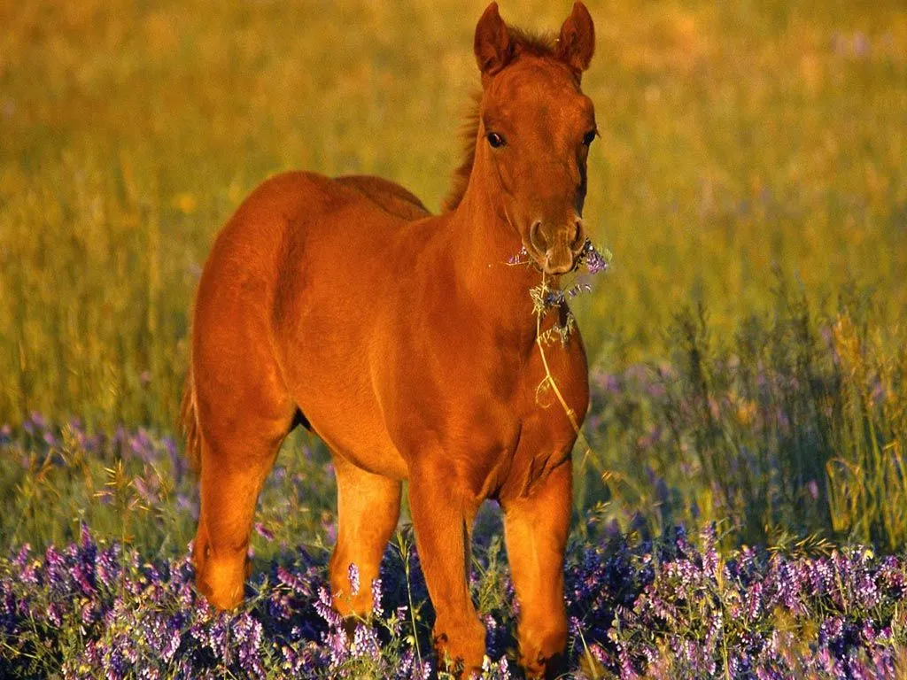 CABALLOS HERMOSOS ~ MEENCANTAELCABALLO