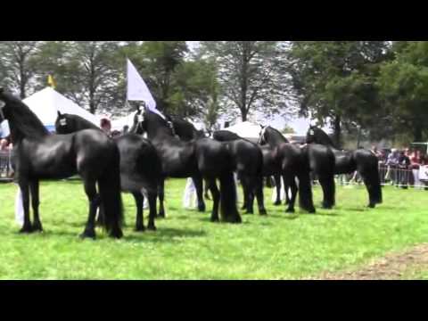 LOS CABALLOS MAS HERMOSOS DEL MUNDO - YouTube