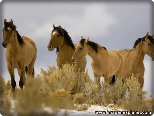imagenes+de+caballos+para+ ...
