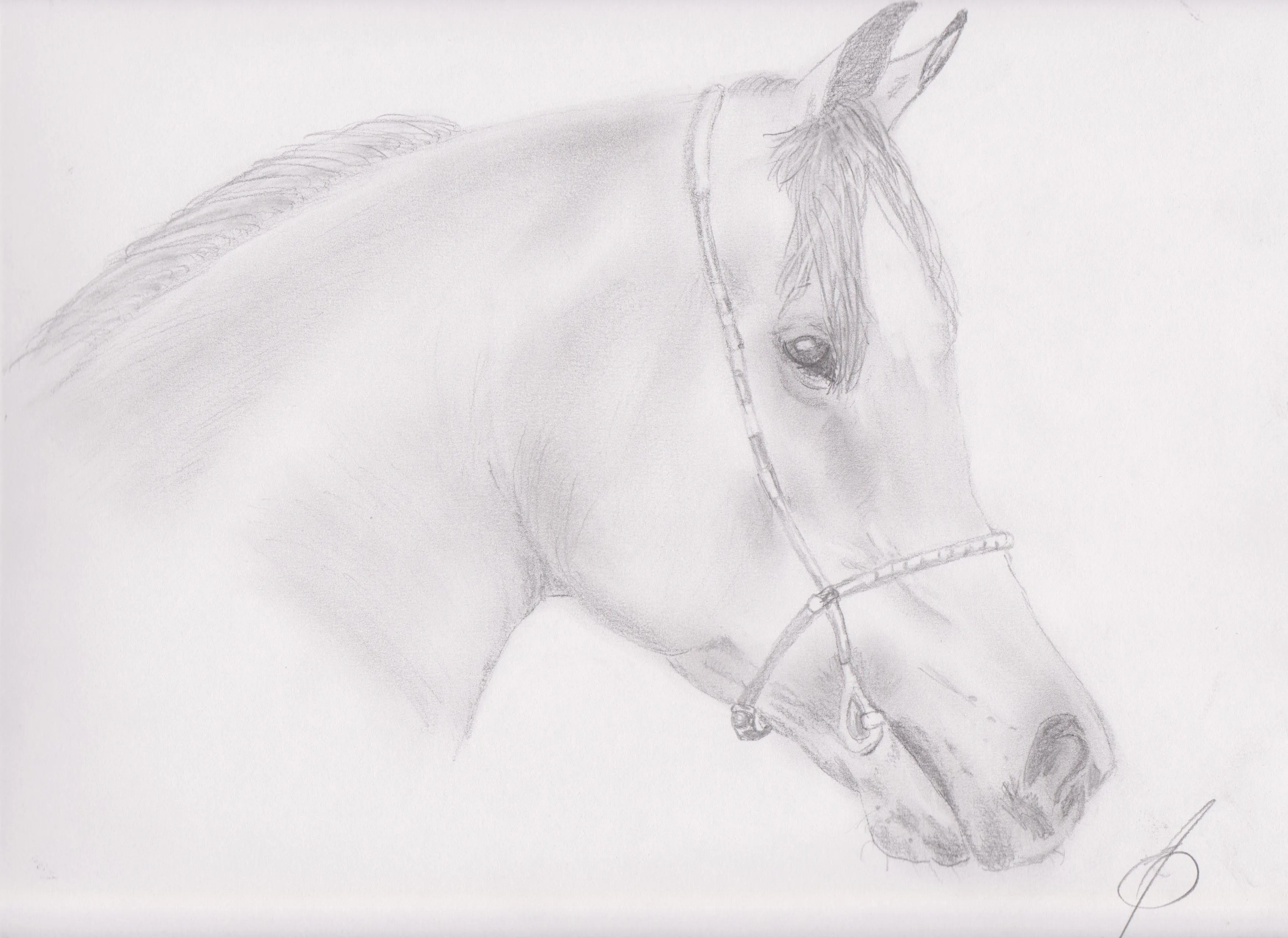 CABALLOS A LAPIZ | Ricardoecheveste's Blog