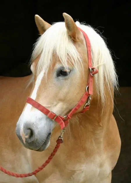 CABALLOS LINDOS ~ MEENCANTAELCABALLO