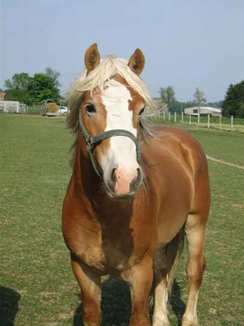 CABALLOS LINDOS ~ MEENCANTAELCABALLO