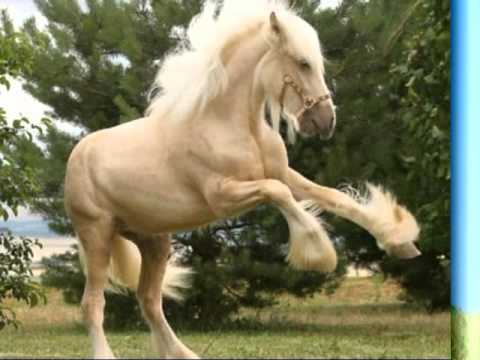 los caballos mas lindos del mundo The most beautiful horses of the ... los caballos mas lindos del mundo The most beautiful horses of the ...