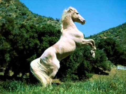 CABALLOS MAS LINDOS DEL MUNDO !!! - YouTube CABALLOS MAS LINDOS DEL MUNDO !!! - YouTube
