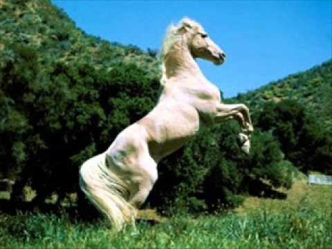 CABALLOS MAS LINDOS DEL MUNDO !!! - YouTube