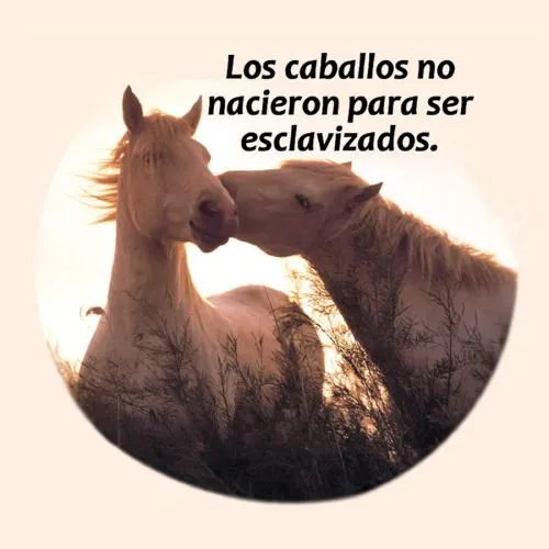 caballos lindos | Tumblr