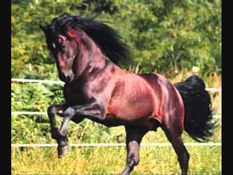 CABALLOS LINDOS.wmv - YouTube