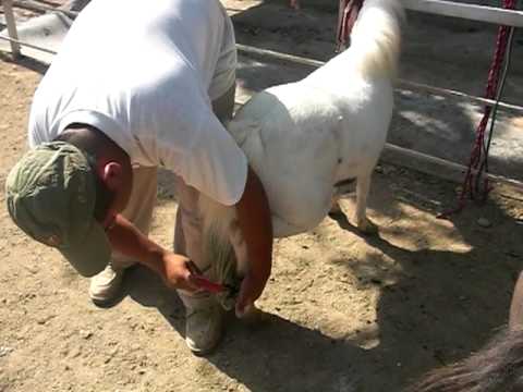 caballos miniatura en venta video 1/4 - YouTube caballos miniatura en venta video 1/4 - YouTube