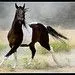 Caballos en movimiento - a gallery on Flickr