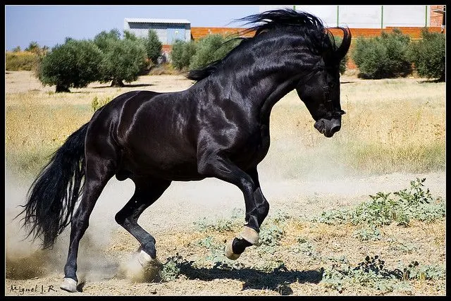 Caballos en movimiento - Imagui