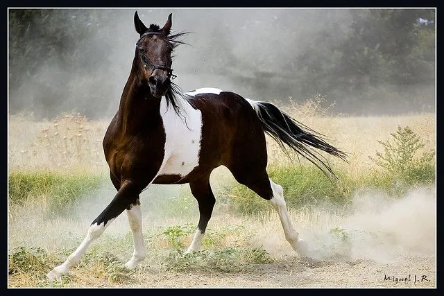 Caballos en movimiento - a gallery on Flickr