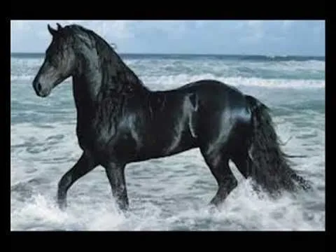 CABALLOS NEGROS - YouTube