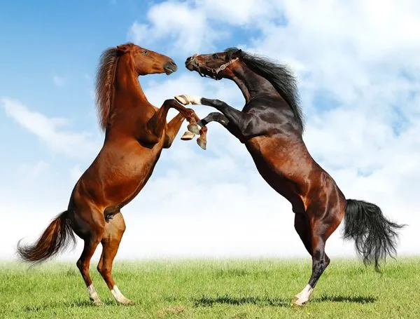 Los caballos con nobleza más apreciados - estilos de vida ...