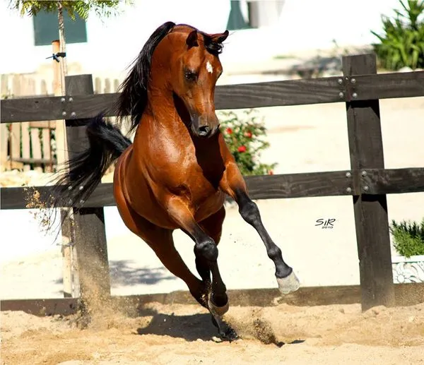 Los caballos con nobleza más apreciados - estilos de vida ...