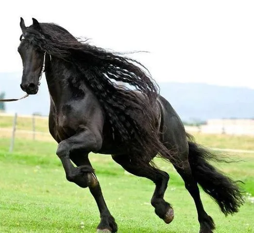Caballos! on Pinterest | Black Horses, Arabian Beauty and Horses Caballos! on Pinterest | Black Horses, Arabian Beauty and Horses