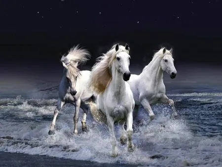 Caballos - Other & Animals Background Wallpapers on Desktop Nexus ... Caballos - Other & Animals Background Wallpapers on Desktop Nexus ...