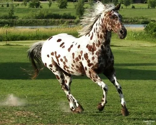 Caballos de pasos finos, caballos hermosos | Wallpapers HD Caballos de pasos finos, caballos hermosos | Wallpapers HD