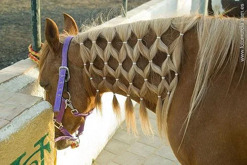 Los caballos: Peinados para nuestros caballos Los caballos: Peinados para nuestros caballos