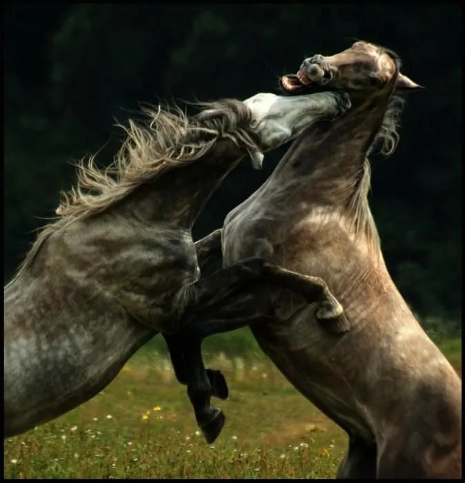 CABALLOS PELEANDO | Caballos | Pinterest