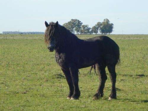 Caballos percherones en venta - Imagui