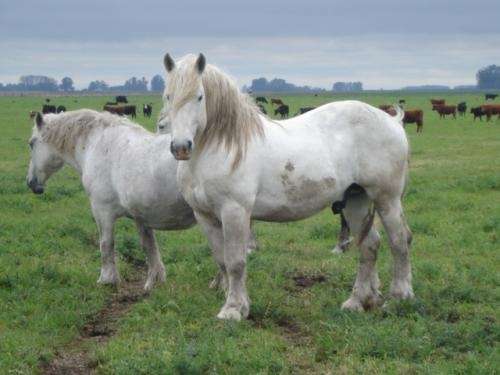 Caballos percherones en venta - Imagui