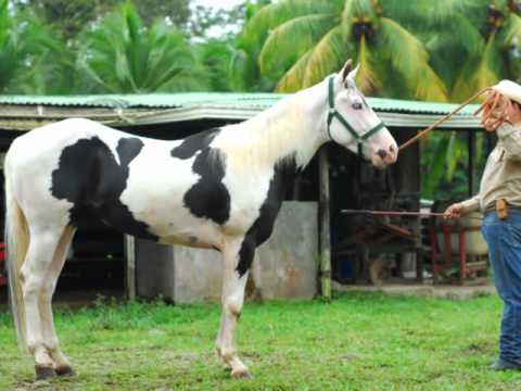 Caballos Pinto Americano. - YouTube