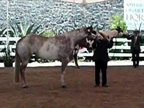 caballos pintos cuarto de milla ( Hda. Chimalpa) - YouTube caballos pintos cuarto de milla ( Hda. Chimalpa) - YouTube