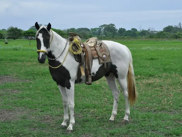 Caballos pintos « Rancho Chapopote
