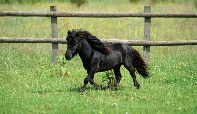 Caballos ponis bebés - Imagui
