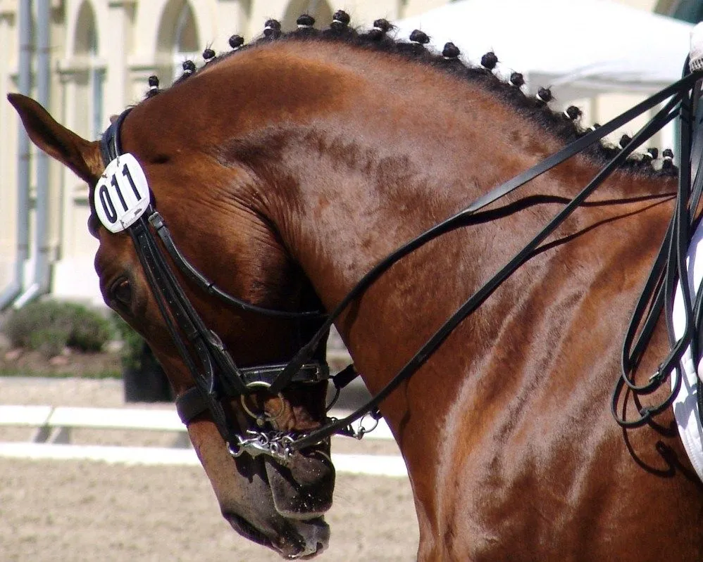 Todo Caballos y ponis: Moñitos
