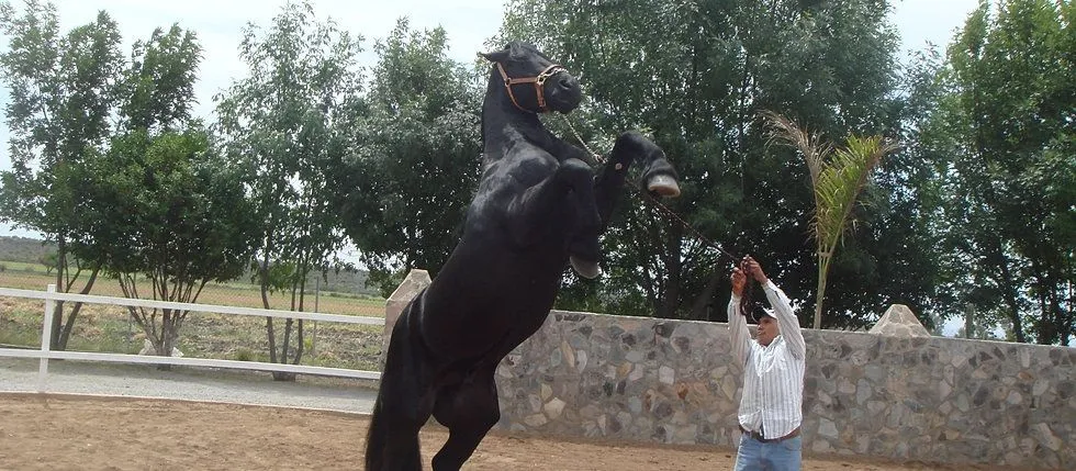 Caballos y potros frisones, frisones Holanda, frisian, caballos ... Caballos y potros frisones, frisones Holanda, frisian, caballos ...