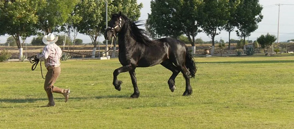 Caballos y potros frisones, frisones Holanda, frisian, caballos ... Caballos y potros frisones, frisones Holanda, frisian, caballos ...